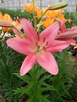 [5117 Ebro DJ No01.JPG]